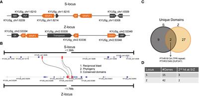 Identification of the genes at S and Z reveals the molecular basis and evolution of grass self-incompatibility